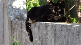 Black Cat & Tail